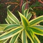 Dracaena reflexaList