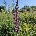 Lupinus perennis 花