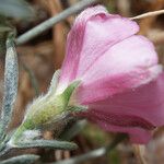 Convolvulus oleifolius Other