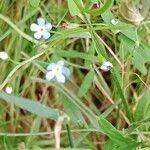 Myosotis scorpioides Blüte