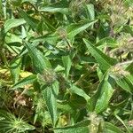 Phlomis herba-venti Leaf