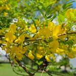 Diphysa americana ᱵᱟᱦᱟ