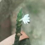 Angraecum distichum Floare