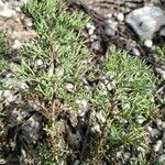 Artemisia alba Folha
