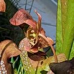 Sarracenia minor अन्य