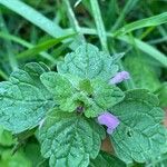 Lamium purpureumЦвят