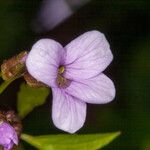 Cardamine bulbifera Floare