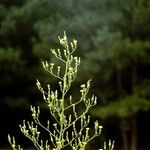 Lactuca hirsuta Alkat (teljes növény)