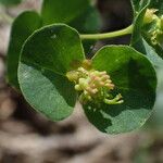 Euphorbia duvalii Kvet