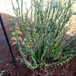 Euphorbia tithymaloides Fulla