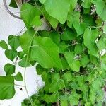 Aristolochia tomentosa Leaf