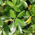 Euonymus japonicusLeaf