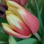 Tulipa gesneriana Fleur