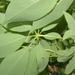 Ceiba aesculifolia Лист