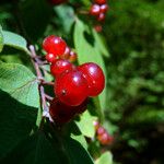 Lonicera xylosteum Fruit