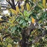 Magnolia grandiflora 葉