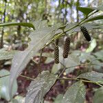 Piper cyanophyllum ഇല