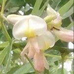 Sophora japonica Kwiat