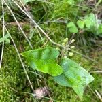 Maianthemum bifolium Фрукт