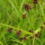 Scirpus atrovirens Květ