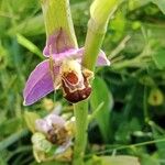 Ophrys apifera Fula