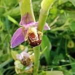 Ophrys apifera Blüte