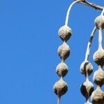 Sophora tomentosa Fruit