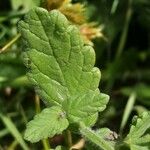 Teucrium scordium Likasa