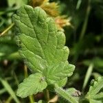 Teucrium scordium Blad