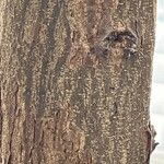 Vachellia robusta 樹皮