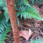 Polystichum luctuosum Hoja