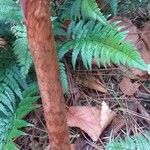 Arisaema serratum Bark