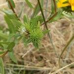 Grindelia integrifolia 果實