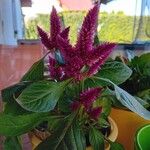 Celosia argenteaFlor