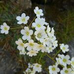 Saxifraga paniculata Květ