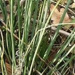 Juncus inflexus Blad