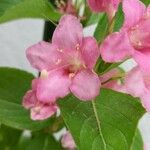 Weigela japonica ফুল