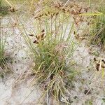 Cyperus ligularis Fruto