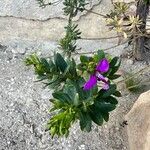 Polygala myrtifoliaFlors