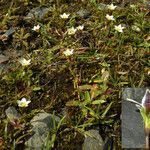 Gentianella briquetiana