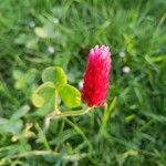 Trifolium incarnatum Bloem