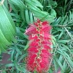 Callistemon viminalis花