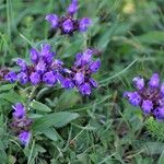 Prunella grandiflora Blomma