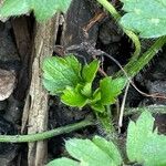 Ranunculus tuberosus Folha