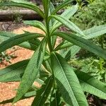 Vernonia fasciculata List