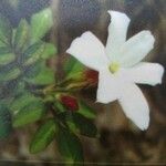 Jasminum officinaleBlomst