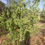 Cordia monoicaLevél