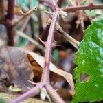 Rubus elegantispinosus Kaarna