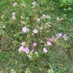 Malva alceaFlower