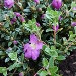 Rhododendron keleticum Habit
